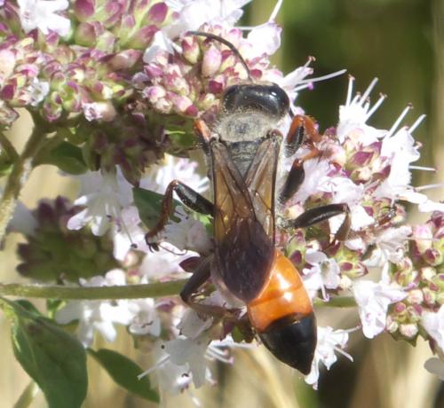 Réf. 275 551 : Sphex funerarius